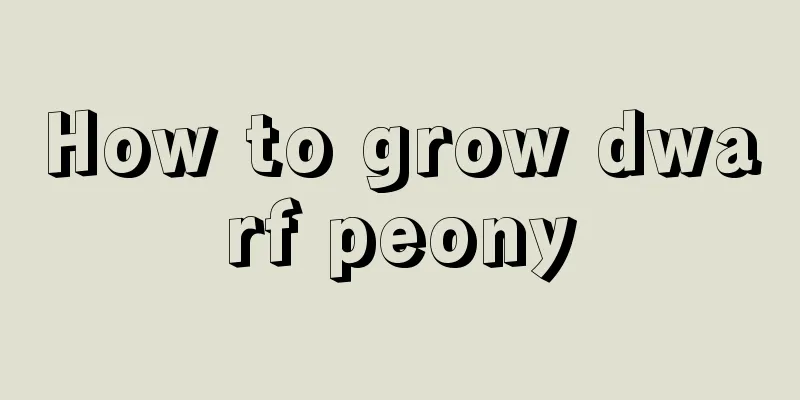 How to grow dwarf peony