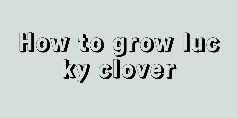 How to grow lucky clover