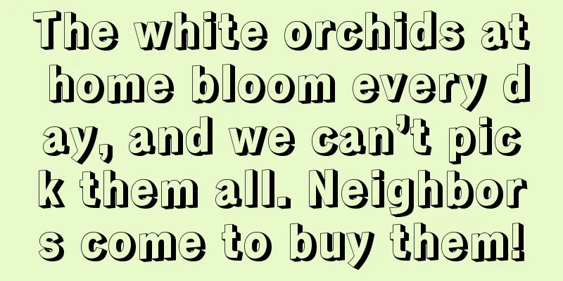 The white orchids at home bloom every day, and we can’t pick them all. Neighbors come to buy them!