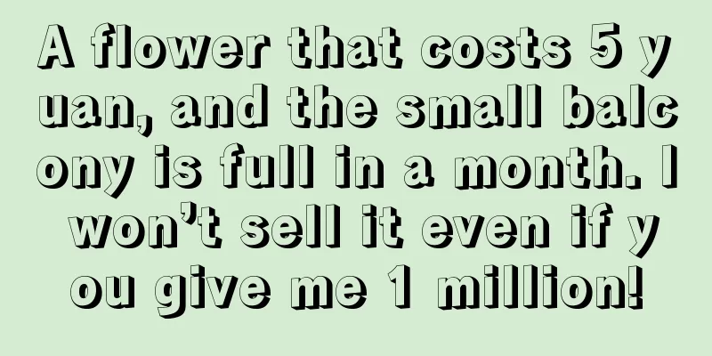 A flower that costs 5 yuan, and the small balcony is full in a month. I won’t sell it even if you give me 1 million!