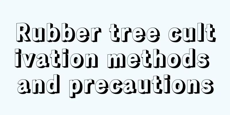 Rubber tree cultivation methods and precautions