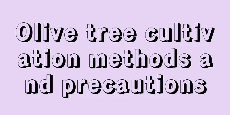 Olive tree cultivation methods and precautions