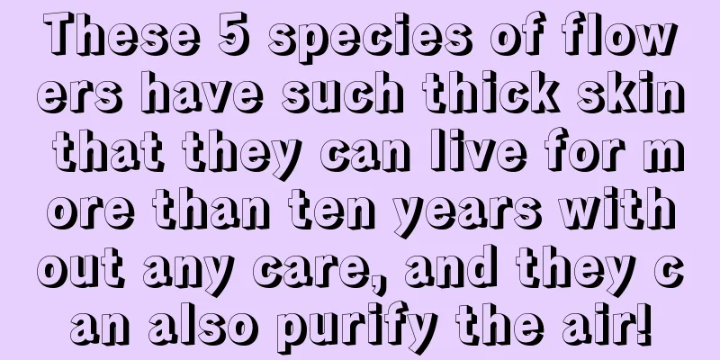 These 5 species of flowers have such thick skin that they can live for more than ten years without any care, and they can also purify the air!