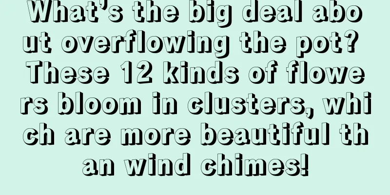 What’s the big deal about overflowing the pot? These 12 kinds of flowers bloom in clusters, which are more beautiful than wind chimes!