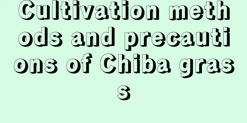 Cultivation methods and precautions of Chiba grass