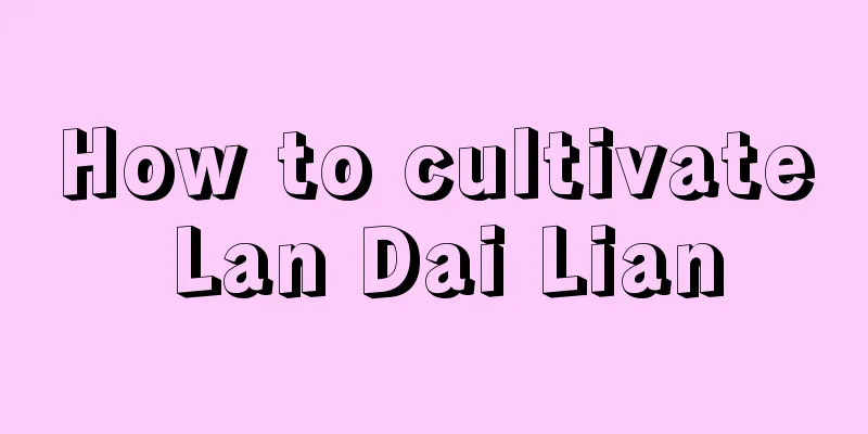 How to cultivate Lan Dai Lian