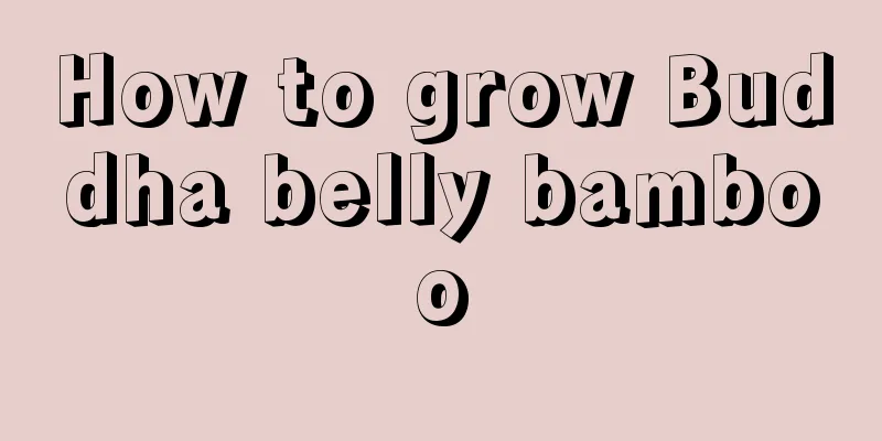 How to grow Buddha belly bamboo