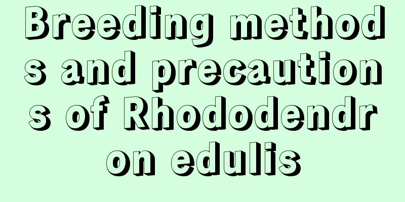 Breeding methods and precautions of Rhododendron edulis