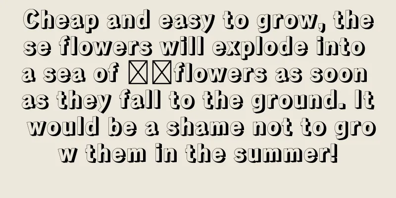 Cheap and easy to grow, these flowers will explode into a sea of ​​flowers as soon as they fall to the ground. It would be a shame not to grow them in the summer!