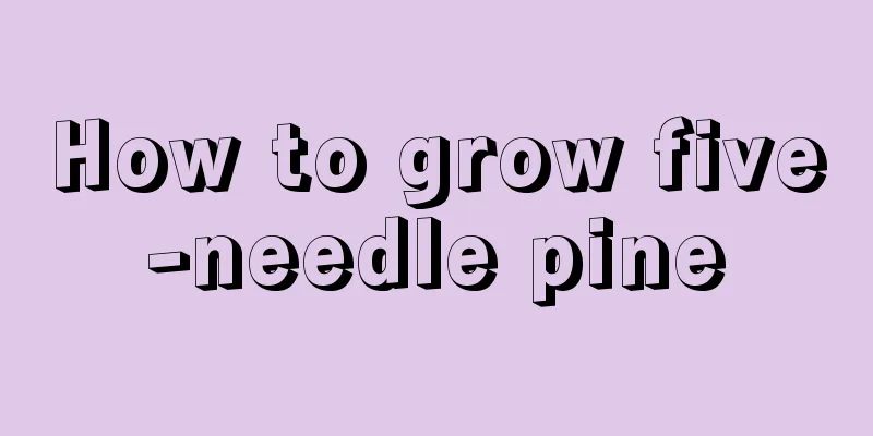 How to grow five-needle pine