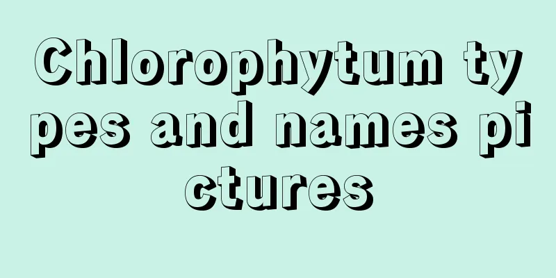 Chlorophytum types and names pictures