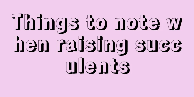 Things to note when raising succulents