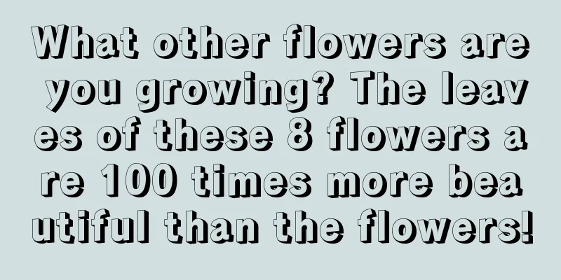 What other flowers are you growing? The leaves of these 8 flowers are 100 times more beautiful than the flowers!