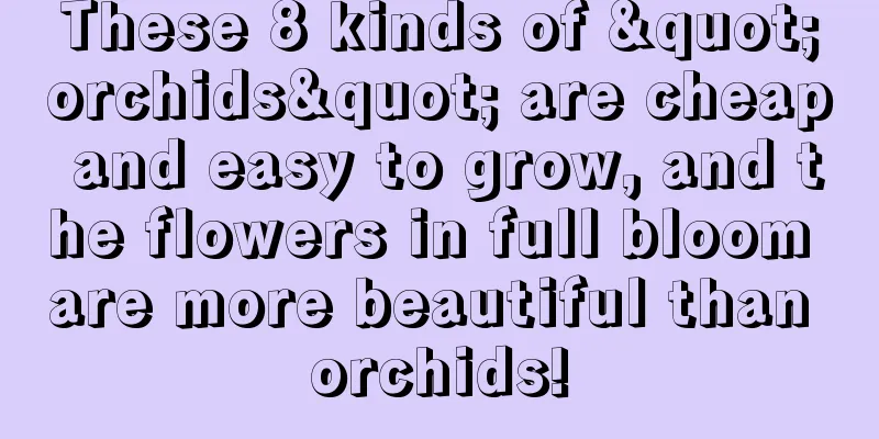 These 8 kinds of "orchids" are cheap and easy to grow, and the flowers in full bloom are more beautiful than orchids!