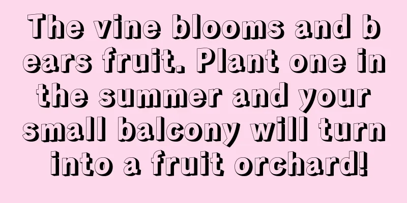 The vine blooms and bears fruit. Plant one in the summer and your small balcony will turn into a fruit orchard!