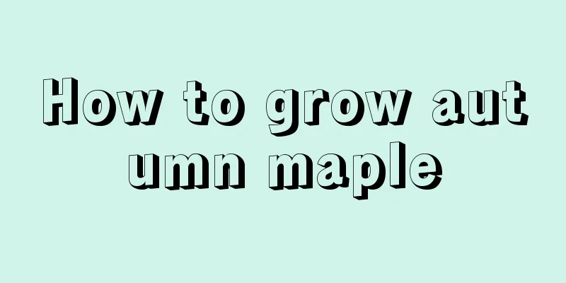 How to grow autumn maple