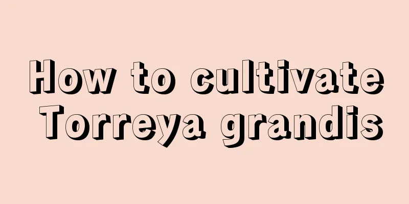 How to cultivate Torreya grandis