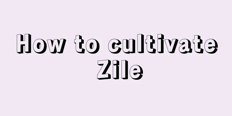 How to cultivate Zile