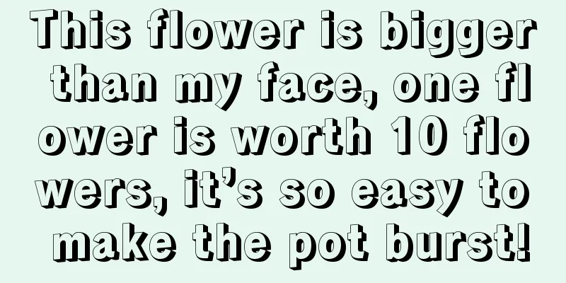 This flower is bigger than my face, one flower is worth 10 flowers, it’s so easy to make the pot burst!