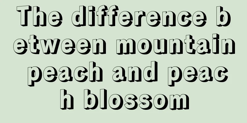 The difference between mountain peach and peach blossom