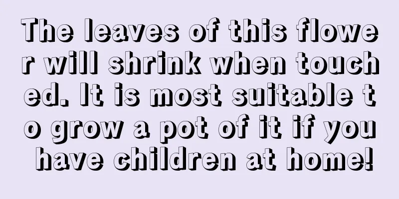 The leaves of this flower will shrink when touched. It is most suitable to grow a pot of it if you have children at home!