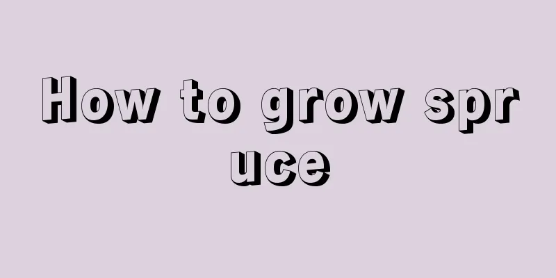 How to grow spruce