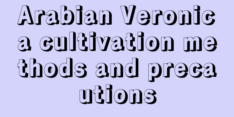 Arabian Veronica cultivation methods and precautions