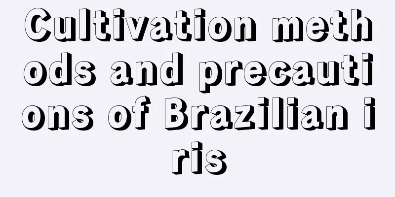 Cultivation methods and precautions of Brazilian iris