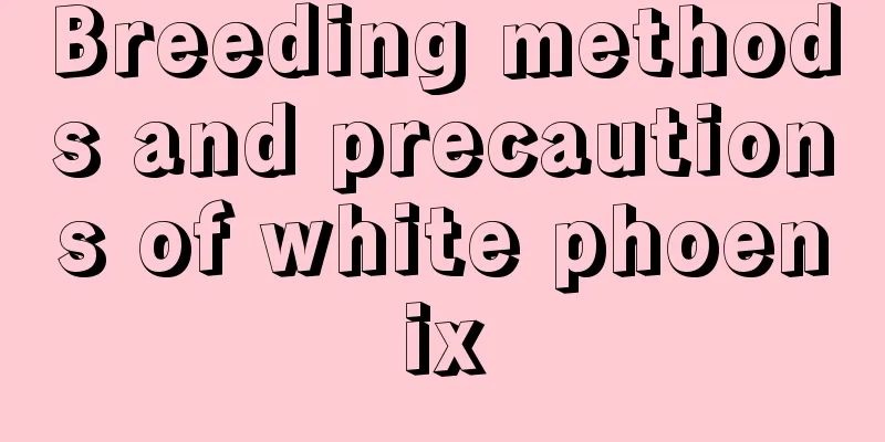 Breeding methods and precautions of white phoenix