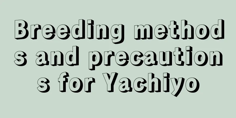 Breeding methods and precautions for Yachiyo