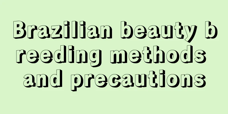 Brazilian beauty breeding methods and precautions