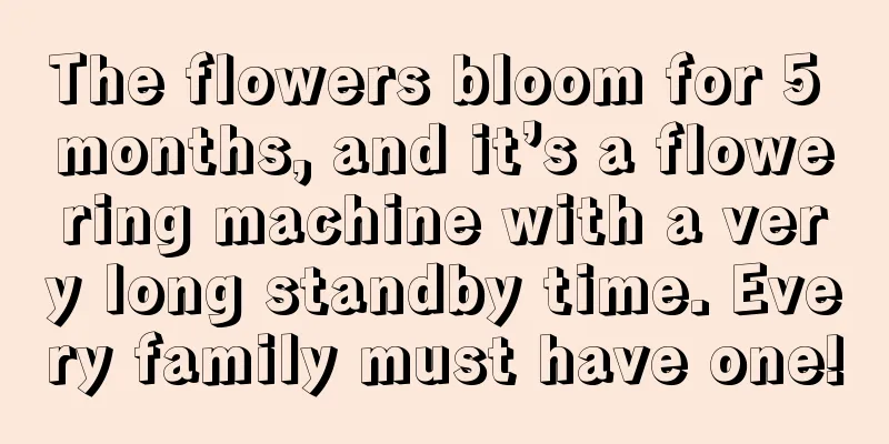 The flowers bloom for 5 months, and it’s a flowering machine with a very long standby time. Every family must have one!