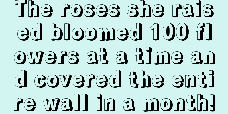 The roses she raised bloomed 100 flowers at a time and covered the entire wall in a month!