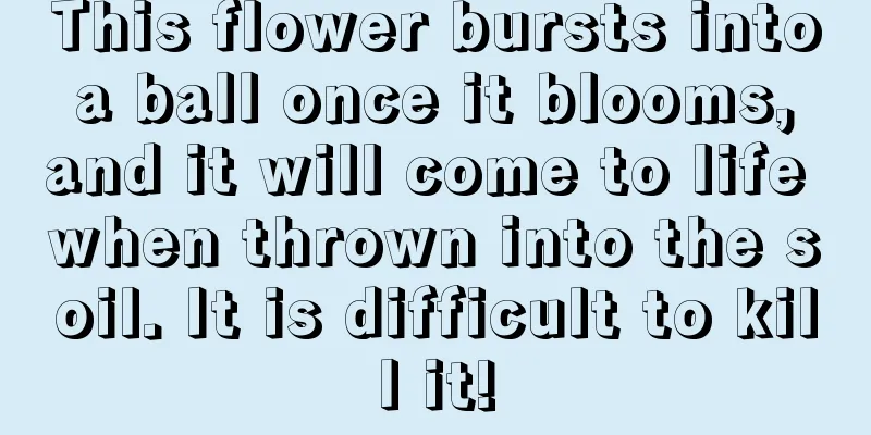 This flower bursts into a ball once it blooms, and it will come to life when thrown into the soil. It is difficult to kill it!