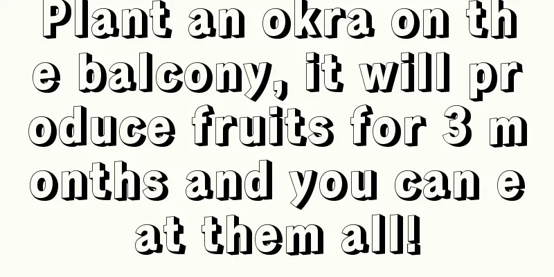 Plant an okra on the balcony, it will produce fruits for 3 months and you can eat them all!