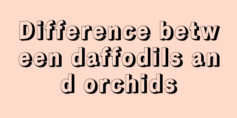 Difference between daffodils and orchids