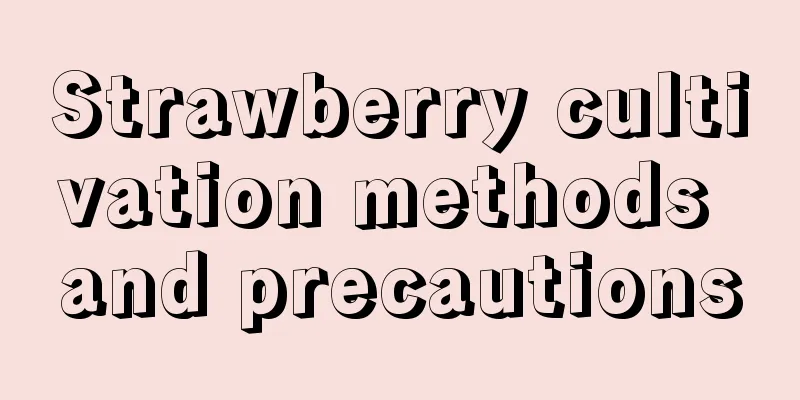 Strawberry cultivation methods and precautions