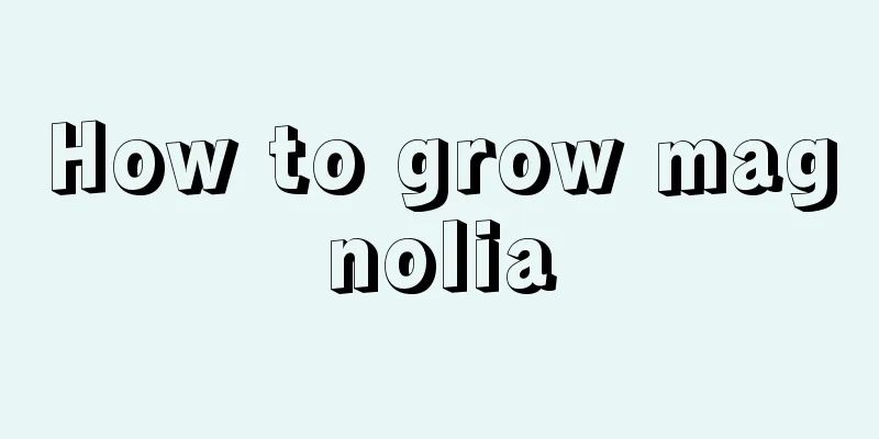 How to grow magnolia