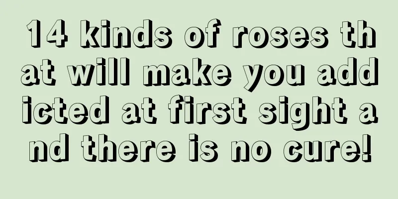 14 kinds of roses that will make you addicted at first sight and there is no cure!