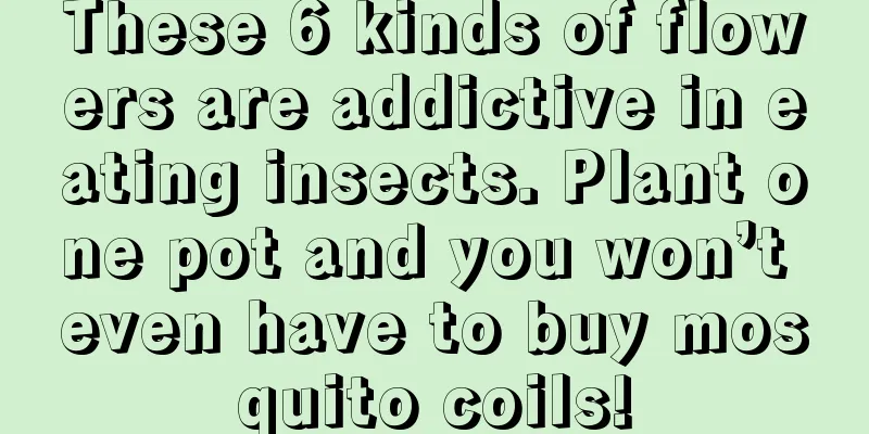 These 6 kinds of flowers are addictive in eating insects. Plant one pot and you won’t even have to buy mosquito coils!