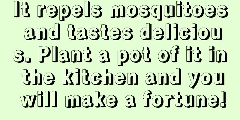 It repels mosquitoes and tastes delicious. Plant a pot of it in the kitchen and you will make a fortune!