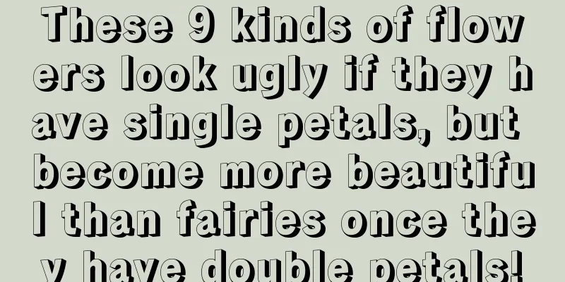 These 9 kinds of flowers look ugly if they have single petals, but become more beautiful than fairies once they have double petals!