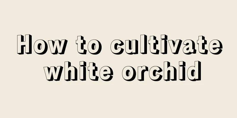 How to cultivate white orchid