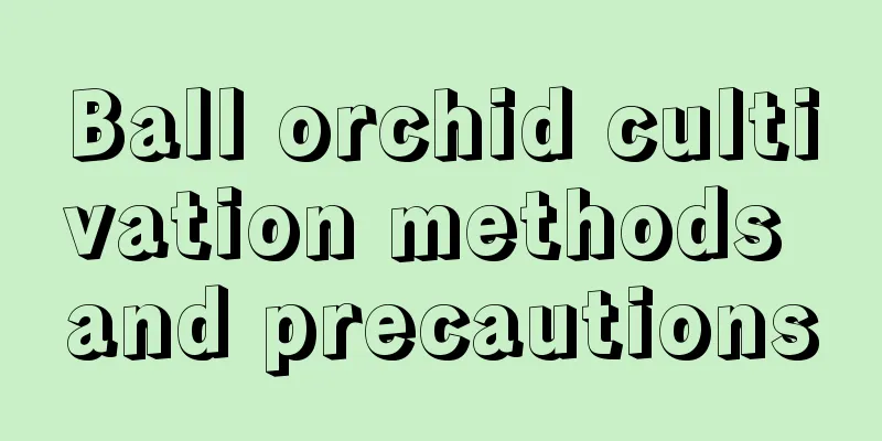 Ball orchid cultivation methods and precautions