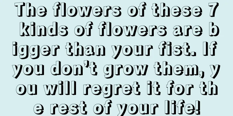 The flowers of these 7 kinds of flowers are bigger than your fist. If you don’t grow them, you will regret it for the rest of your life!