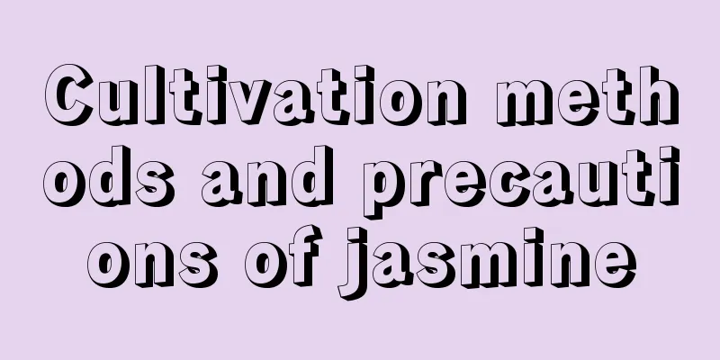 Cultivation methods and precautions of jasmine