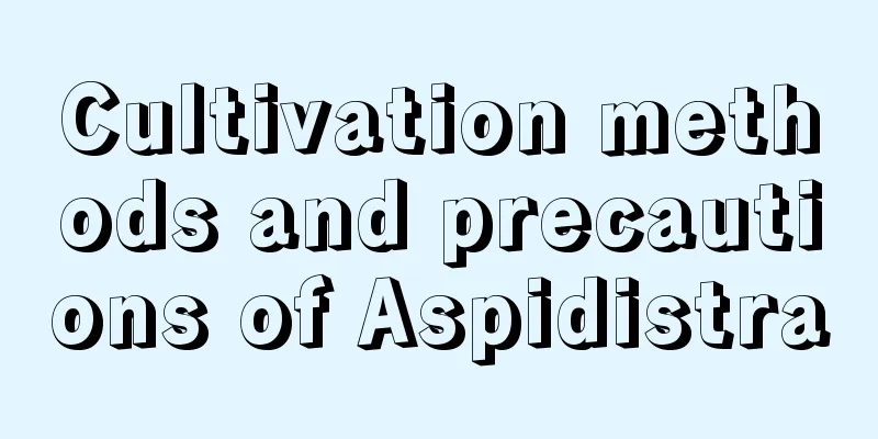 Cultivation methods and precautions of Aspidistra