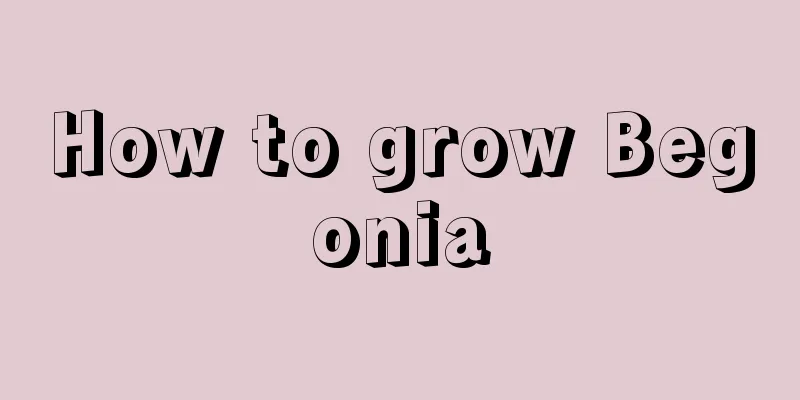 How to grow Begonia