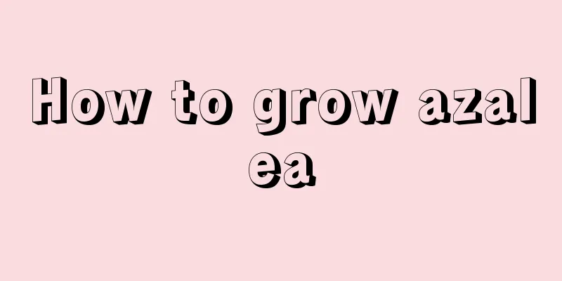 How to grow azalea