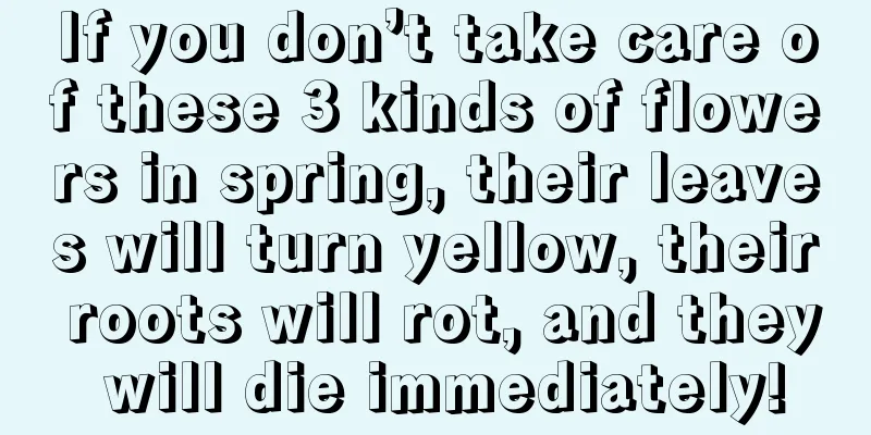 If you don’t take care of these 3 kinds of flowers in spring, their leaves will turn yellow, their roots will rot, and they will die immediately!